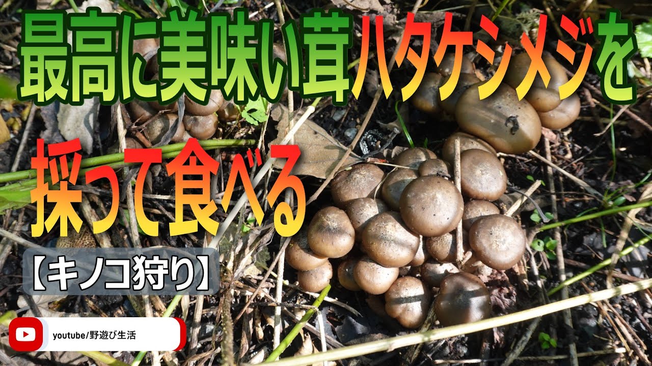 最高に美味い茸 ハタケシメジを採って食べる