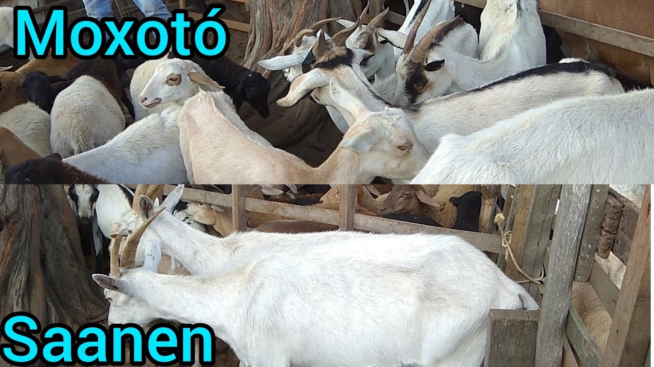 Cabras Moxotó e Saanen na Feira dos Caprinos e Ovinos Dentro da Feira do Gado de C.Grande 10/02/21