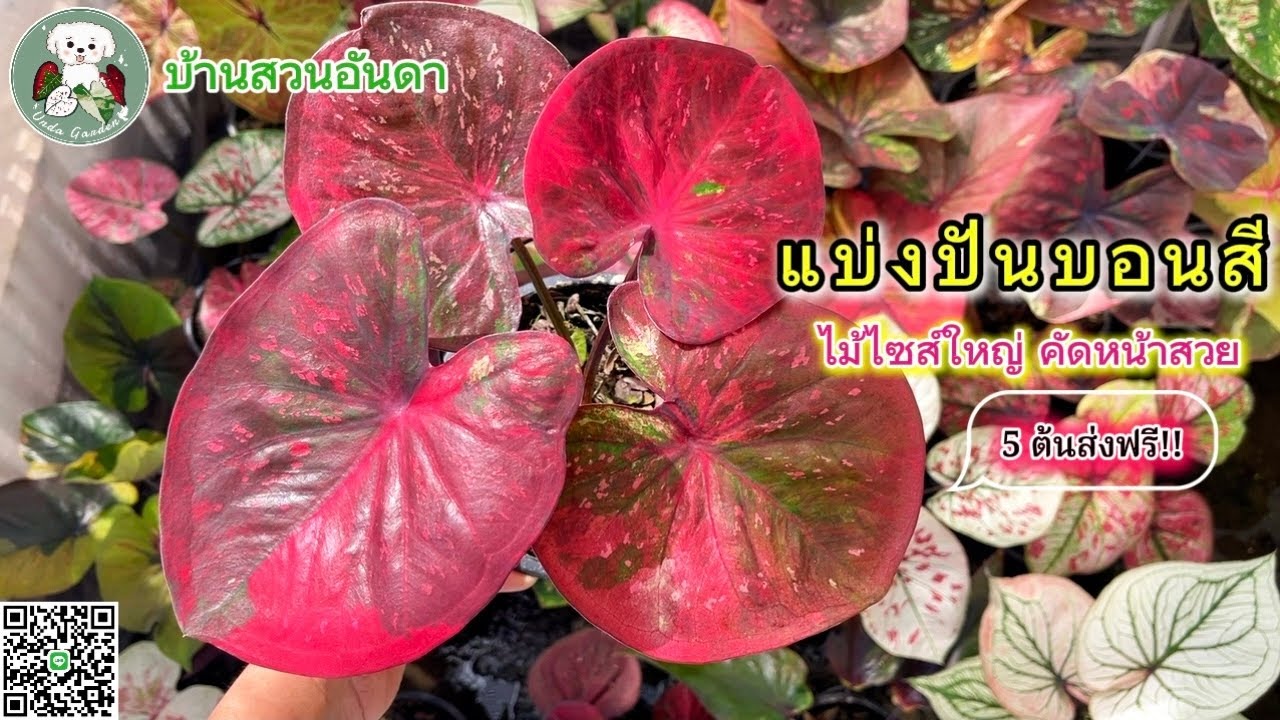 อัปเดตแบ่งปันบอนสีวันที่ 21 ก.พ. 2569 #บอนสี #caladium #garden #plants #ไม้ด่าง #plantlover #shorts 