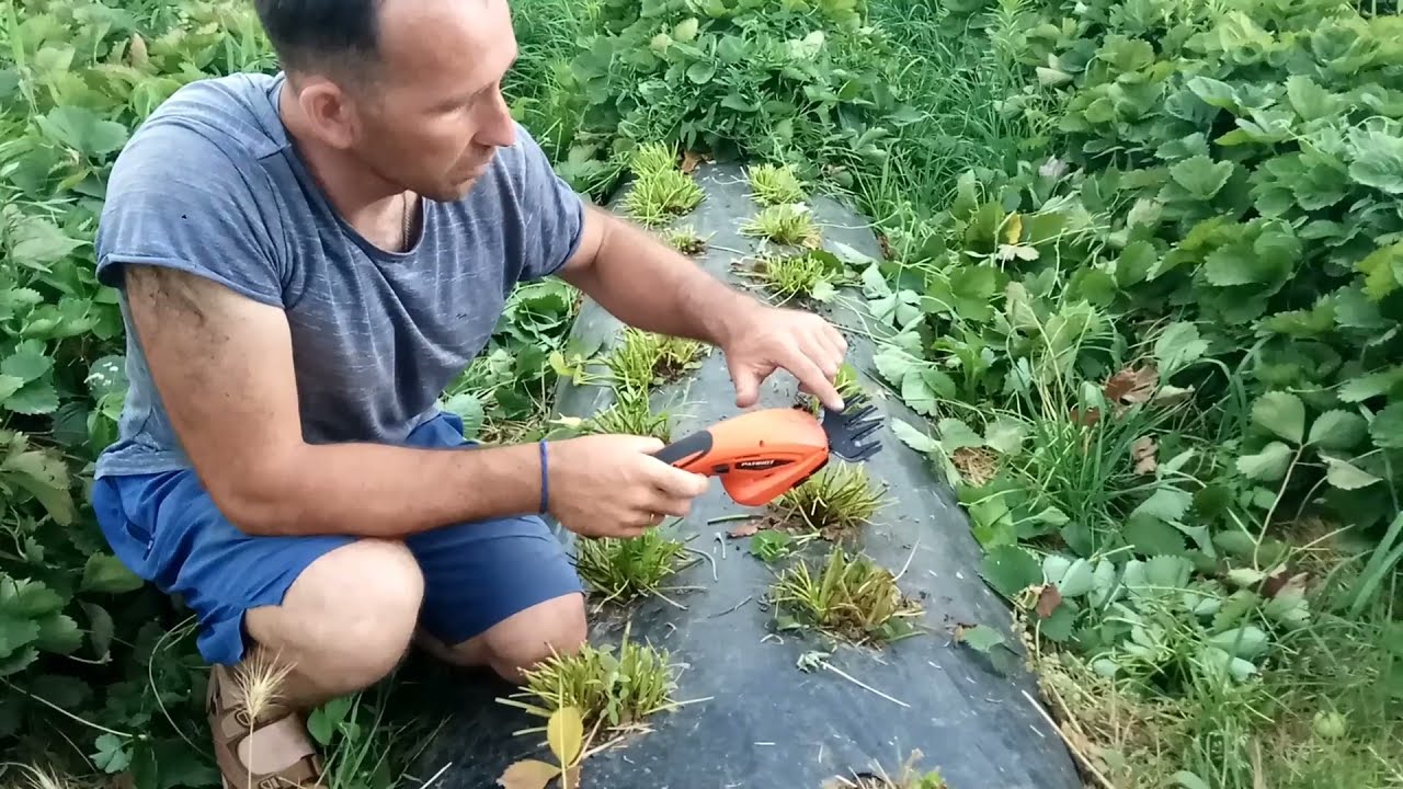 Обрезка листа клубники.Что нужно сделать после плодоношения клубники.Ножницы садовые аккумуляторные.