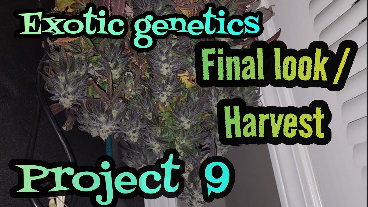 Harvest Day !!! Exotic Genetics Project 9 , Grown under the Mars Hydro FC3000