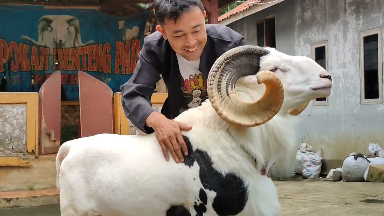 Si JAWARA 