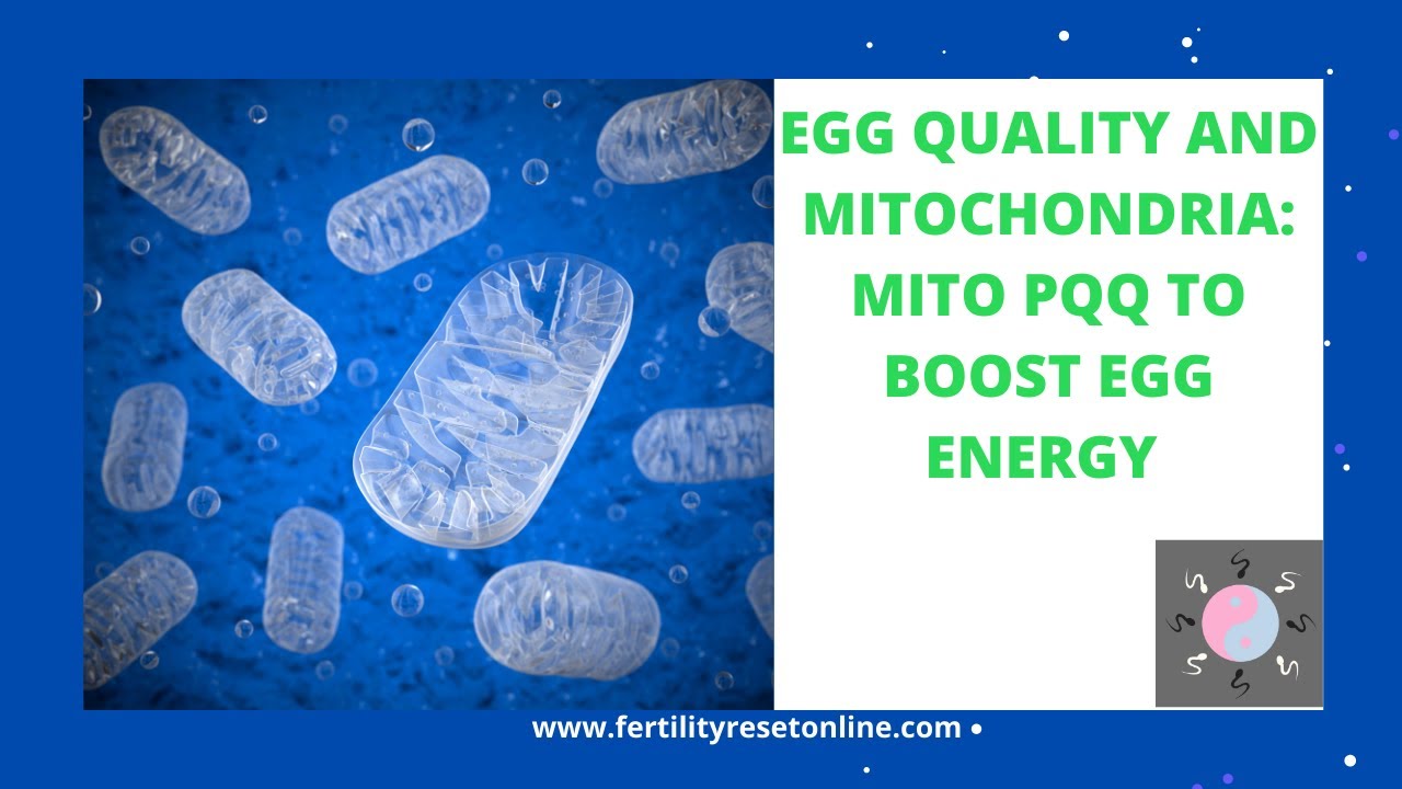 Improving Egg Quality and Energy With Mito PQQ: Building Mitochondria For Improved Fertility