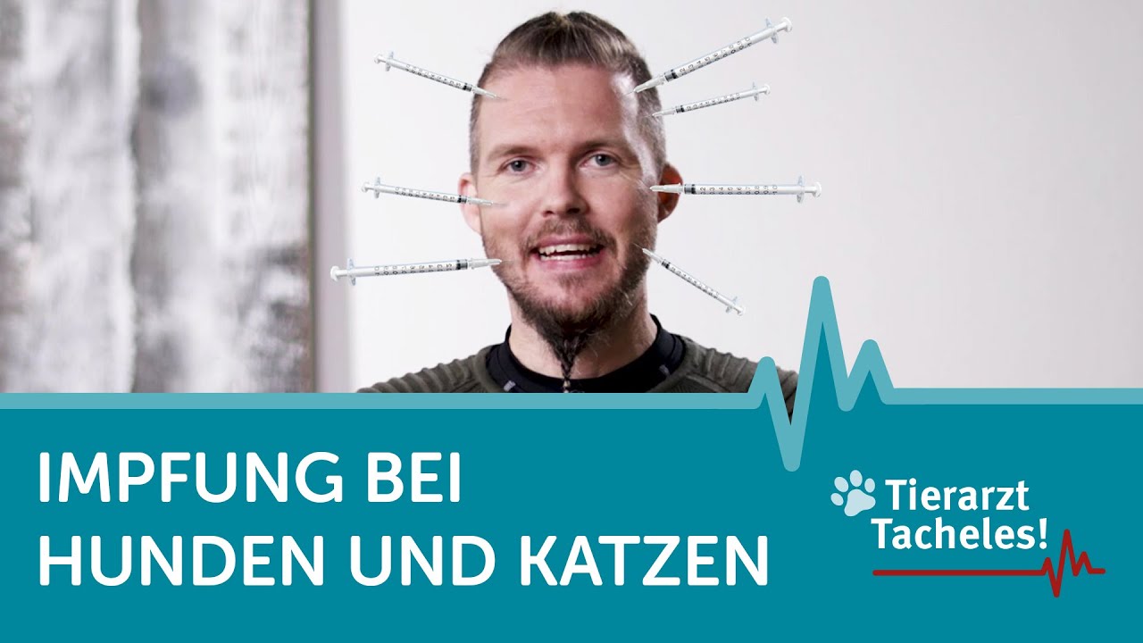 Impfungen bei Hund und Katze | Tierarzt Tacheles mit Sebastian Goßmann-Jonigkeit | ZooRoyal