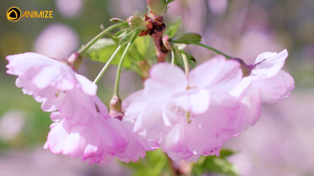Kirschblüten in den Gärten der Welt (Berlin)