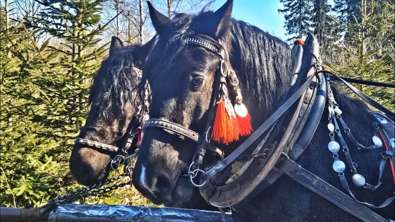 🐎 Zimowa przygoda w Beskidach &ndash; kulig na Kubalonce i Stec&oacute;wka