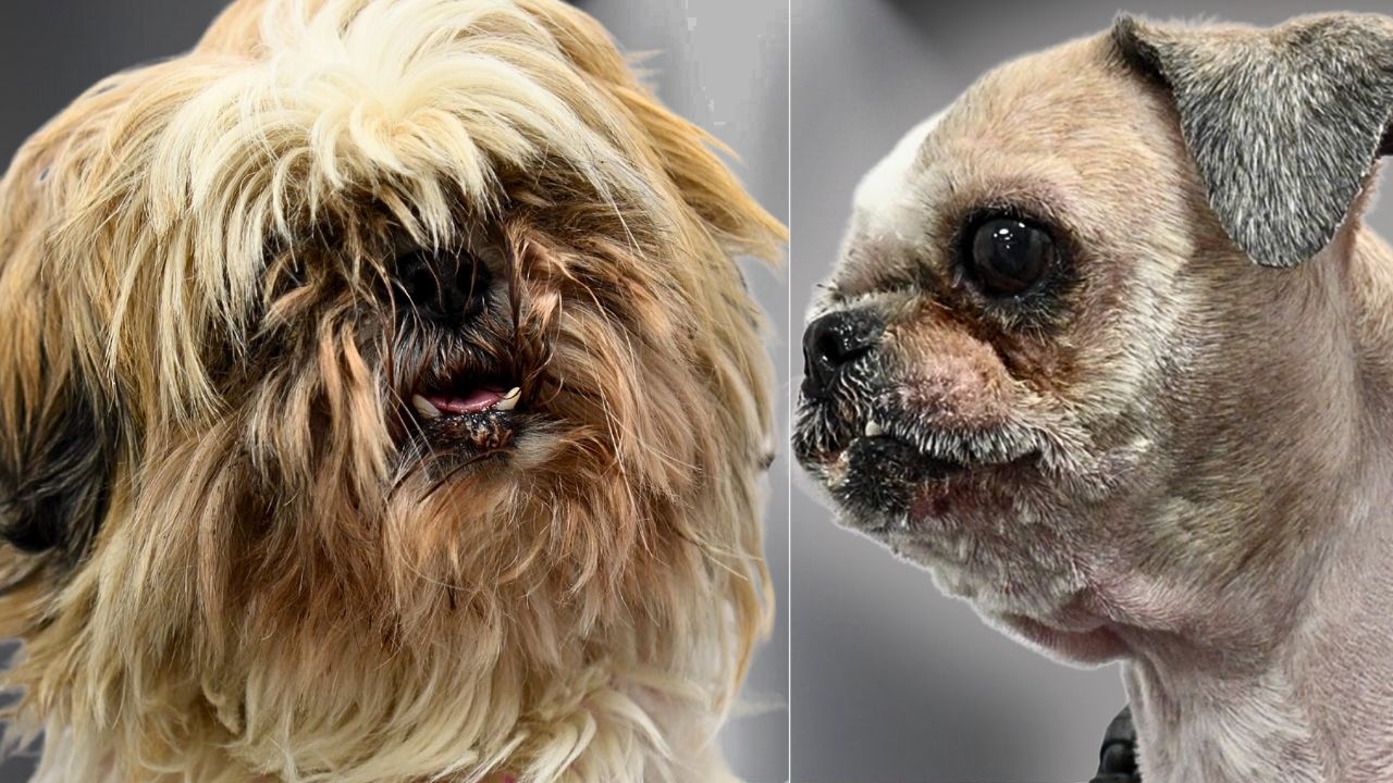 This Senior Shih Tau Was Completely Neglected...Here Transformation Is Unbelievable