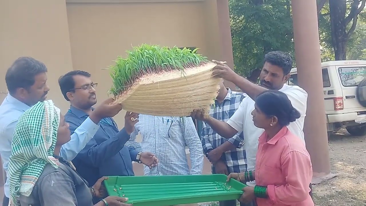 Steps for green fodder production through Hydroponic Technology at Centre for Hydroponic Technology