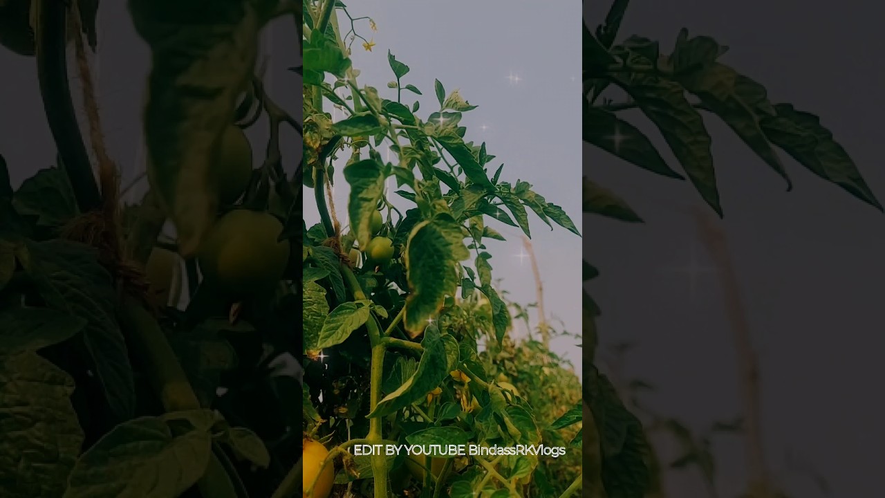 Farmers Life Lagao story 😃 