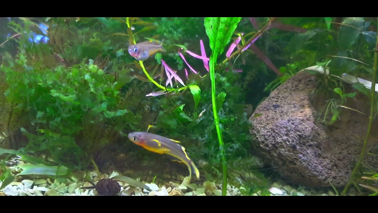 Pseudomugil furcartus in Laichstimmung