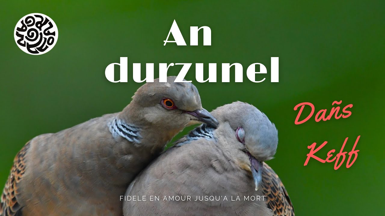 🕊️ L'AMOUR JUSQU'À LA MORT : La légende de la Tourterelle (An Durzunel)