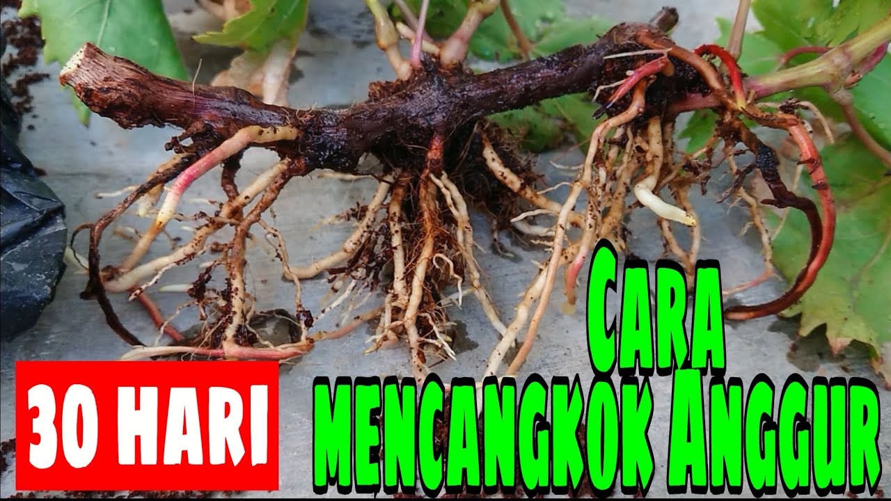 WOW‼️Cara Mudah Cangkok Anggur Usia 30 Hari Bisa Langsung Pindah Tanam‼️🍇