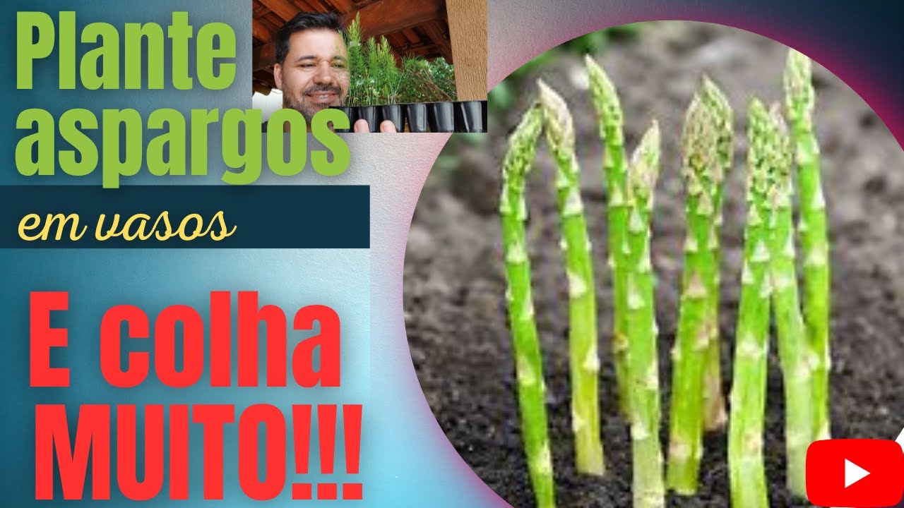 CULTIVE ASPARGOS EM VASOS!