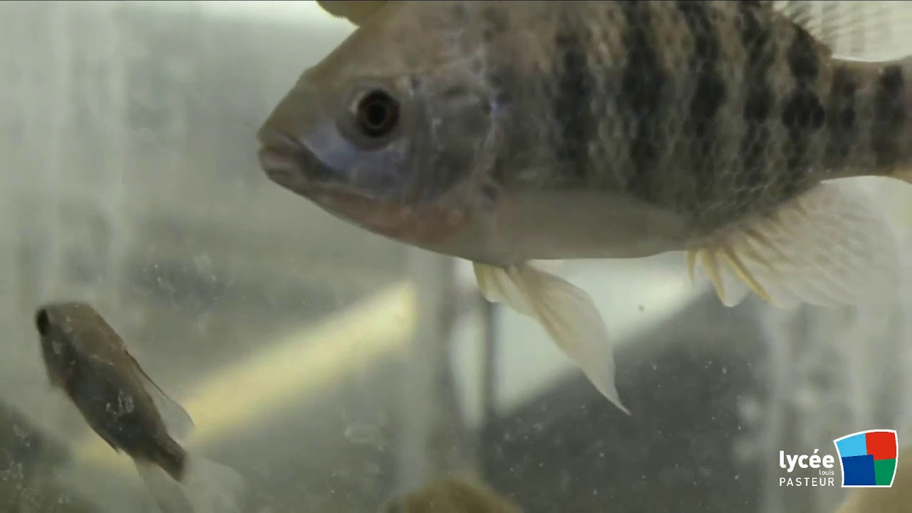 Vidéo activités aquacoles lycée aquacole La Canourgue