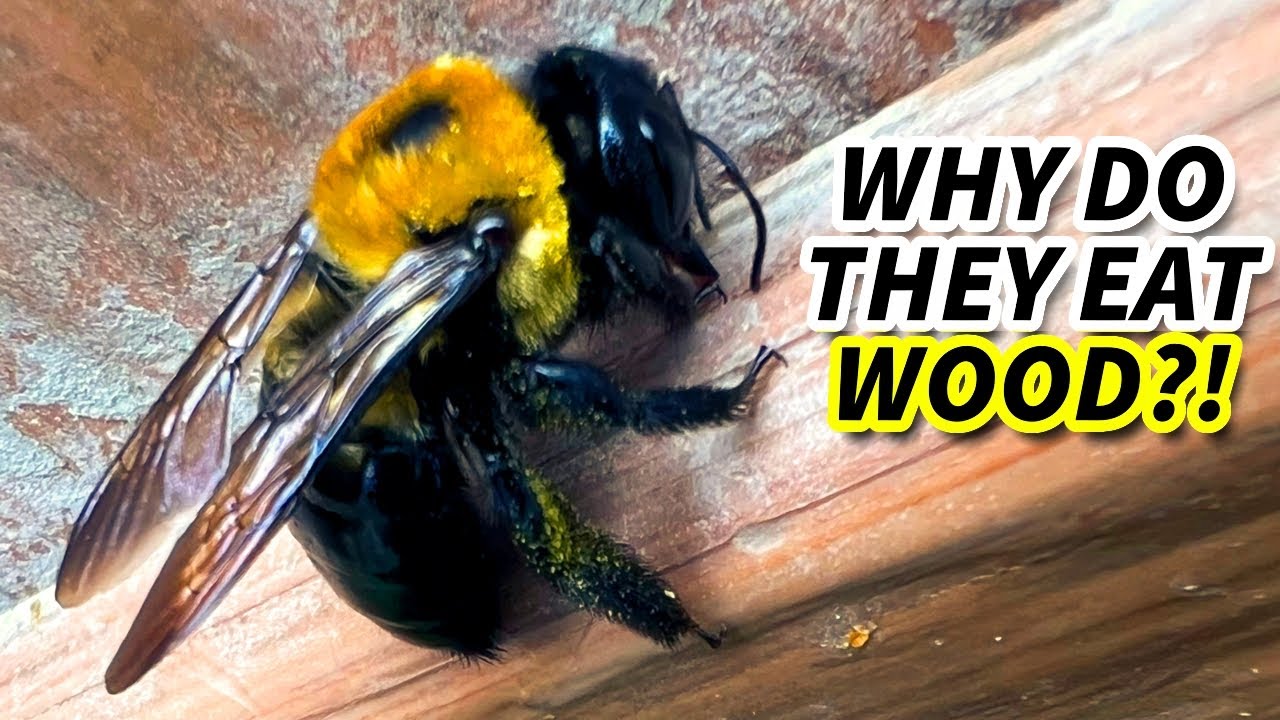 Факты о пчеле-плотнике: древесная пчела 🐝 Файлы с фактами о животных
