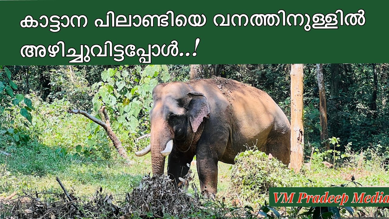 കാട്ടാന പിലാണ്ടി വനത്തിൽ വിട്ടപ്പോൾ#peelandi#keralaelephant#keralatourism@V M PRADEEP MEDIA#forest