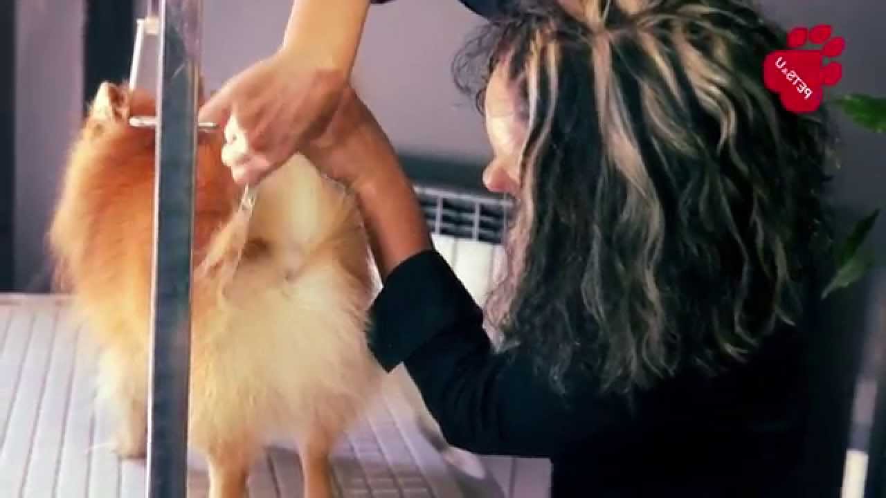 Груминг на малък немски шпиц - PETS&U