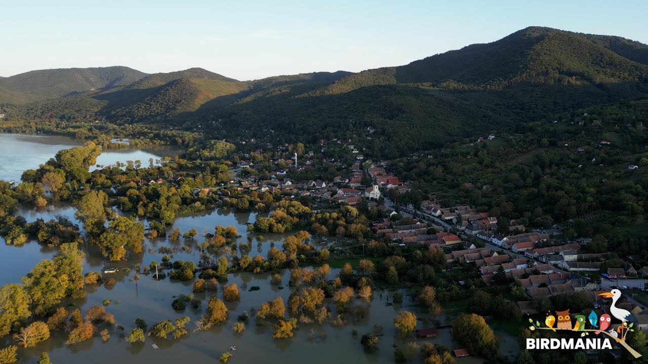 Dunai árvíz - Dömös, 2024-09-20 (4K)