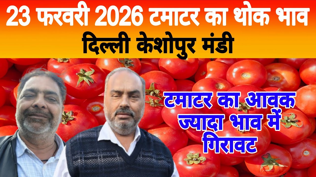 23 Feb 2026 Delhi 🍅 टमाटर होलसेल भाव | Keshopur Mandi | Today Tomato Rate #tamatar #tamatarmandi