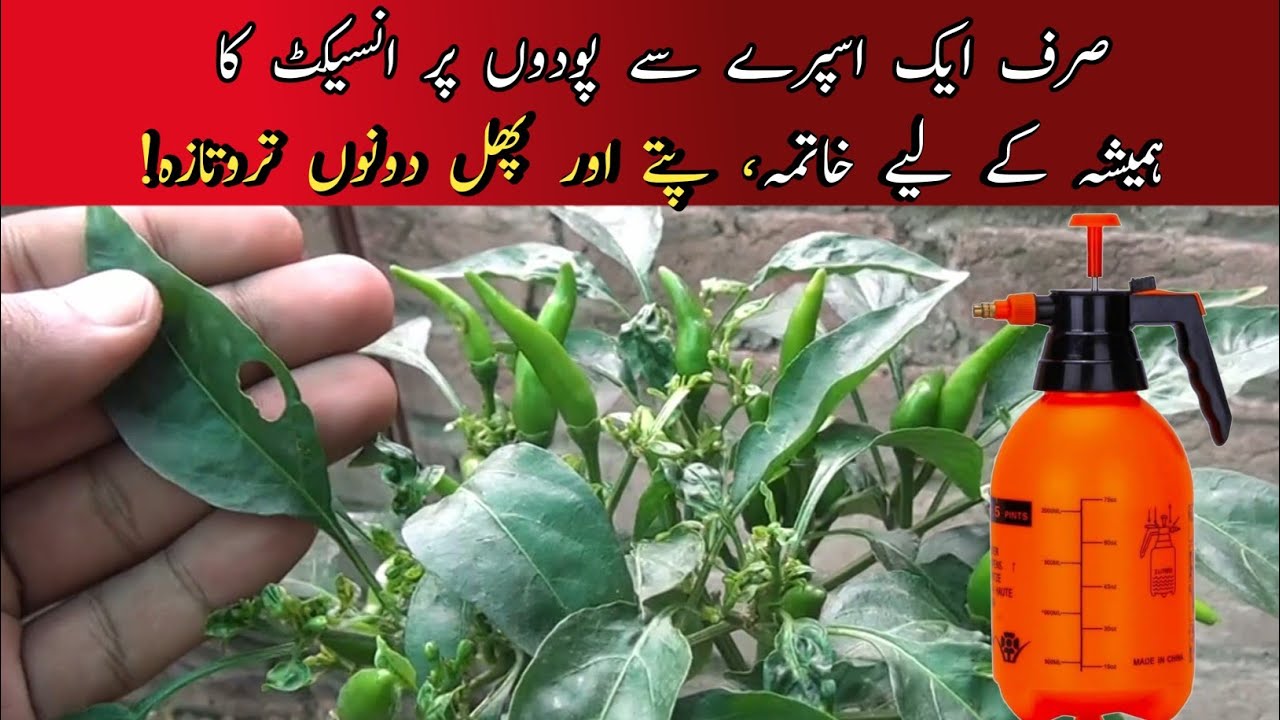 Protect your plant with this simple spray bottle trick