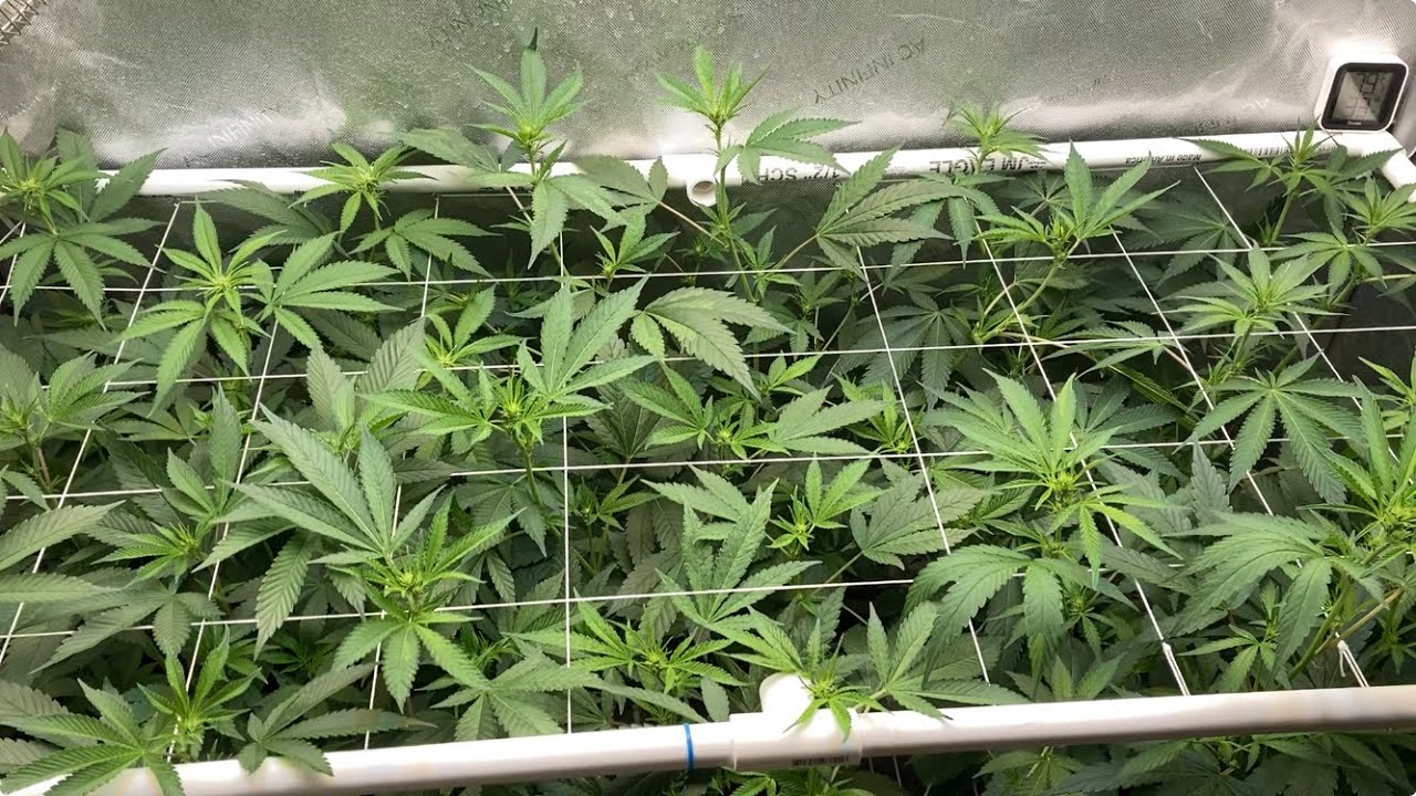 About 10 days into flower/ stretch
