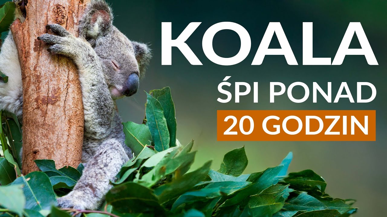 KOALA - śpi 20 godzin, a przez resztę dnia je! | Ciekawostki, fakty, zagrożenia i występowanie