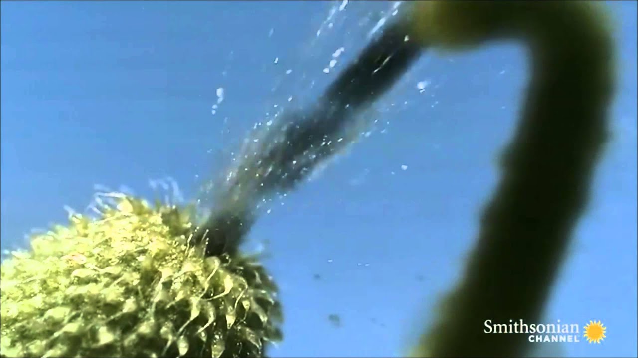 Unbelievable Footage of Exploding Plants [1812 Overture Edition]