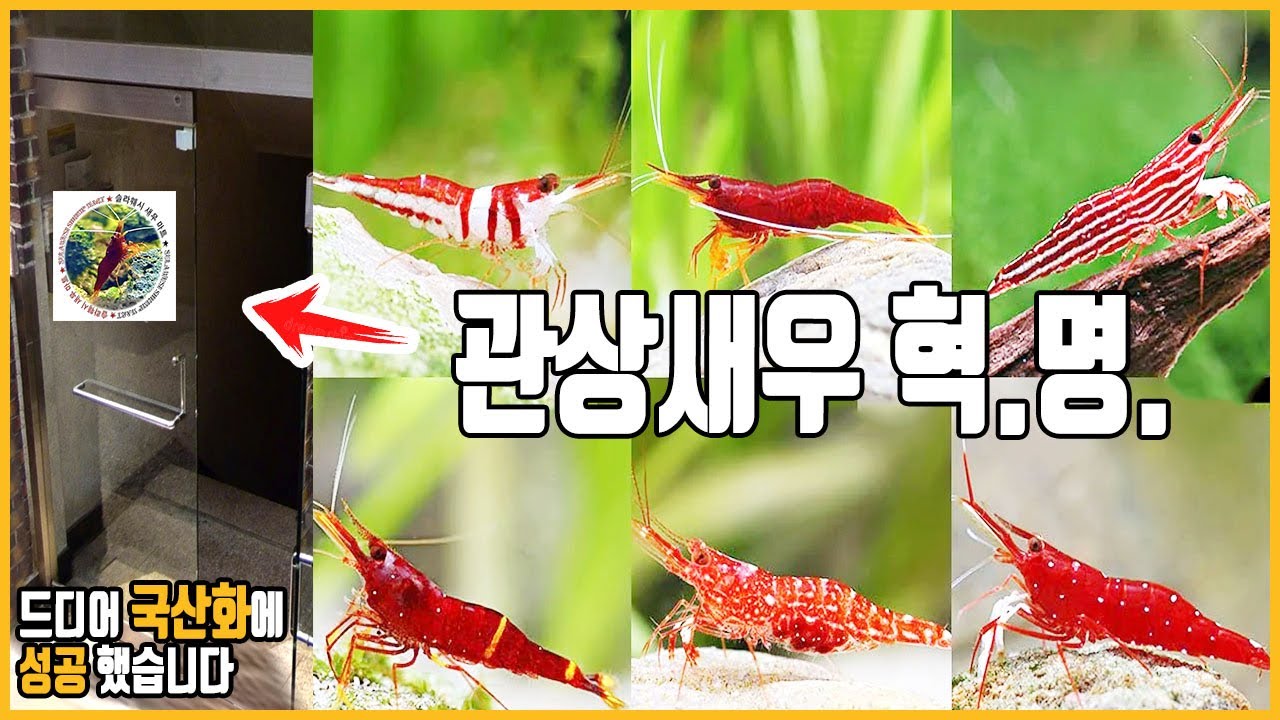 슬라웨시 새우, 드디어 국산화 성공! 관상새우의 새로운 시장이 열렸습니다&hellip;