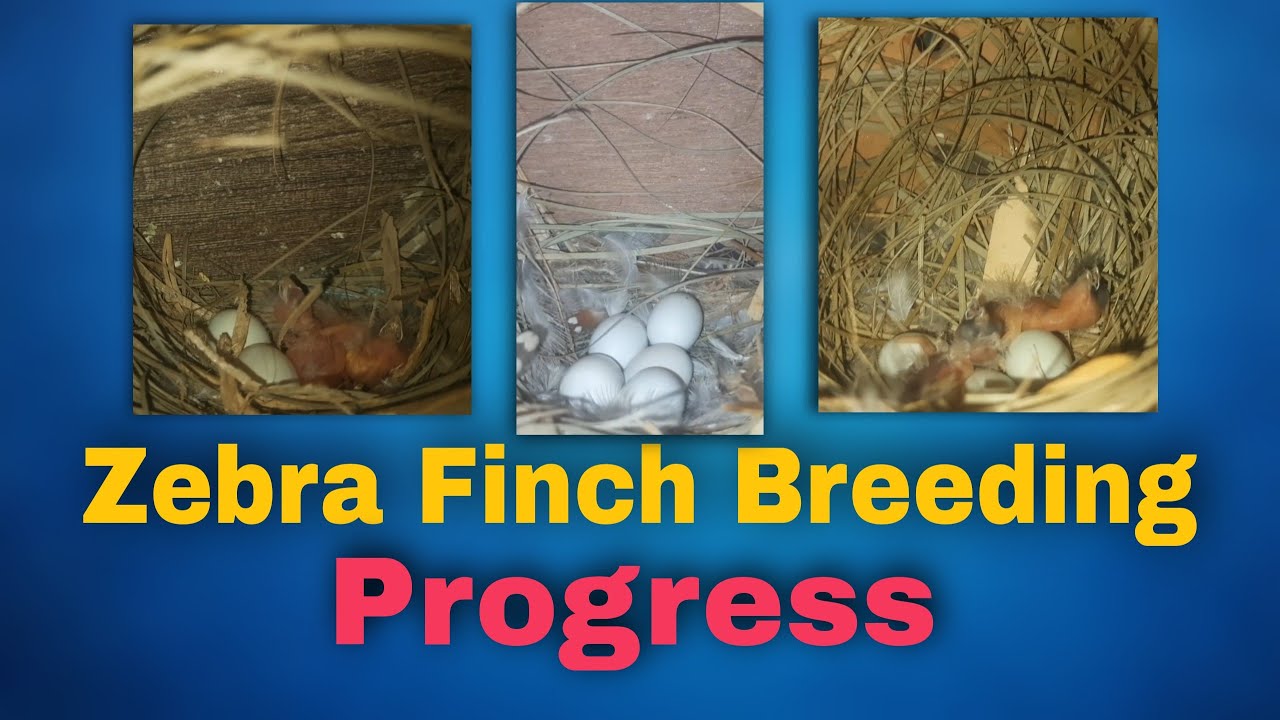 Zebra Finch Breeding Progress (V- 166)