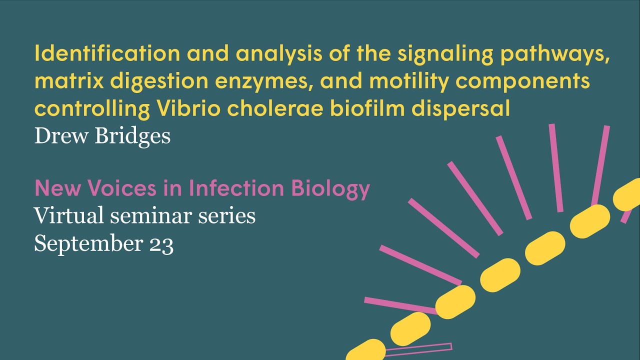 Vibrio cholerae biofilm dispersal | Virtual Seminar with Drew Bridges