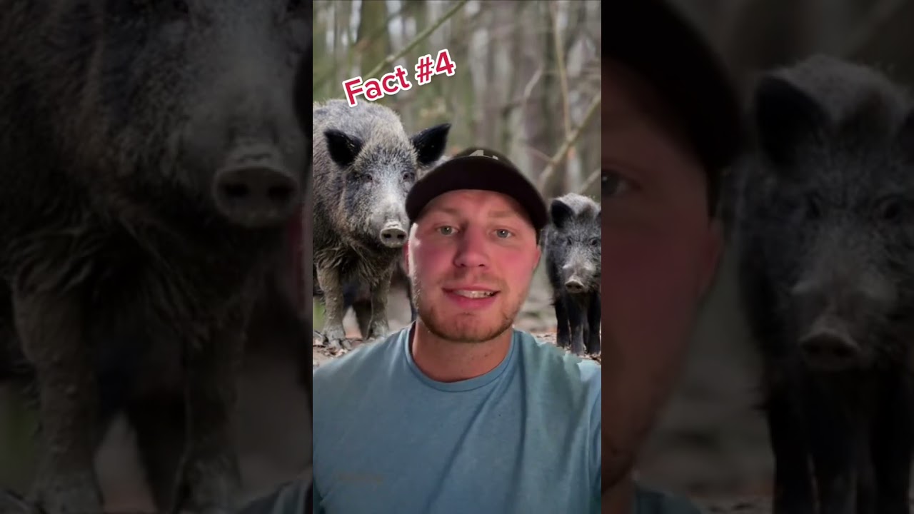 5 Facts About Feral Hogs You Didn&rsquo;t Know 🐖