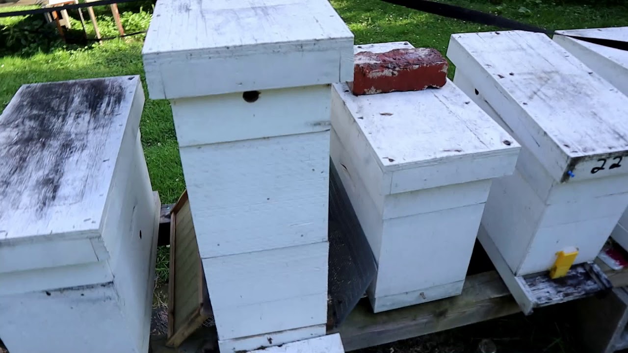 How To Stop Bees From Robbing