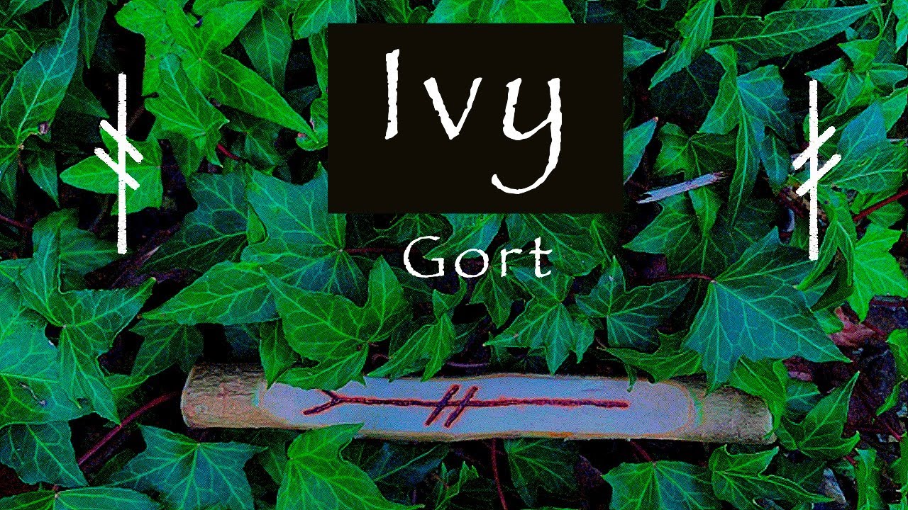 Ivy | Myth, Symbolism and Folklore of the Ivy (Gort)