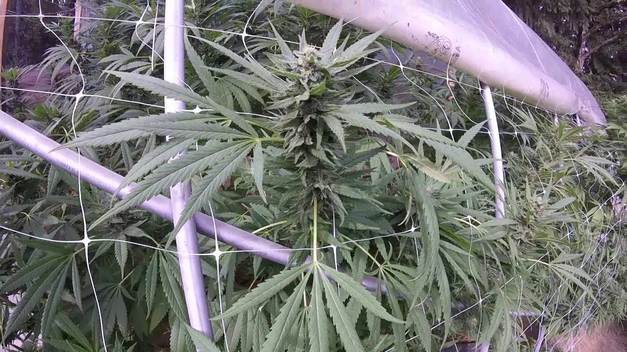 OMMP Outdoor Cannabis Trees greenhouse grow update Sept. 25, 2017