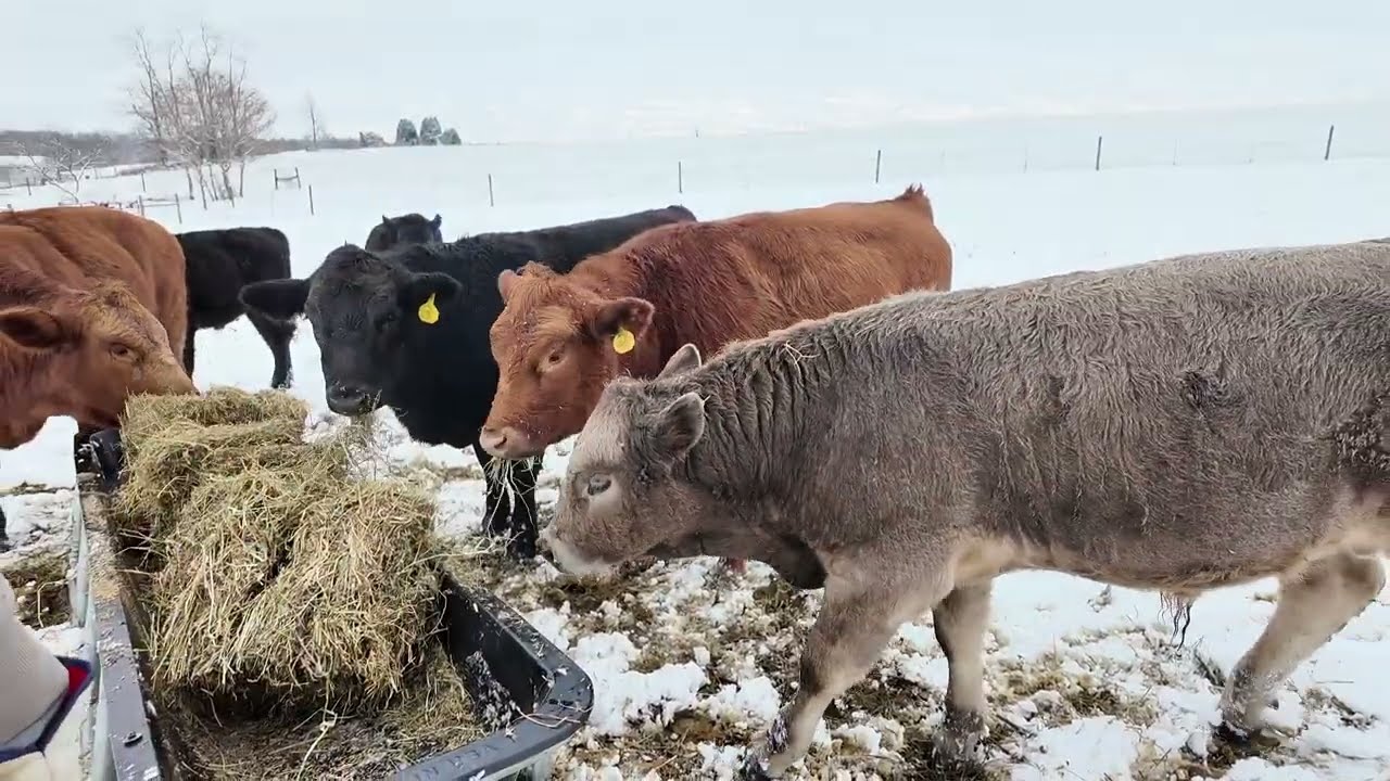 Feeding Cows In A Winter Wonderland