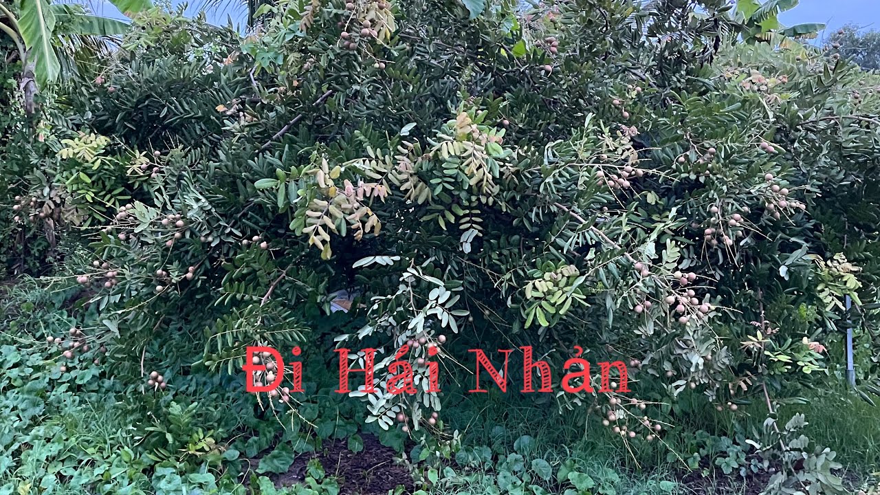 Cuộc Sống Phần Lan 🇫🇮- Đi qua rẩy bên trái hái nhản - Ngắm những bụi mía đỏ . Mía rất tốt mập cao to