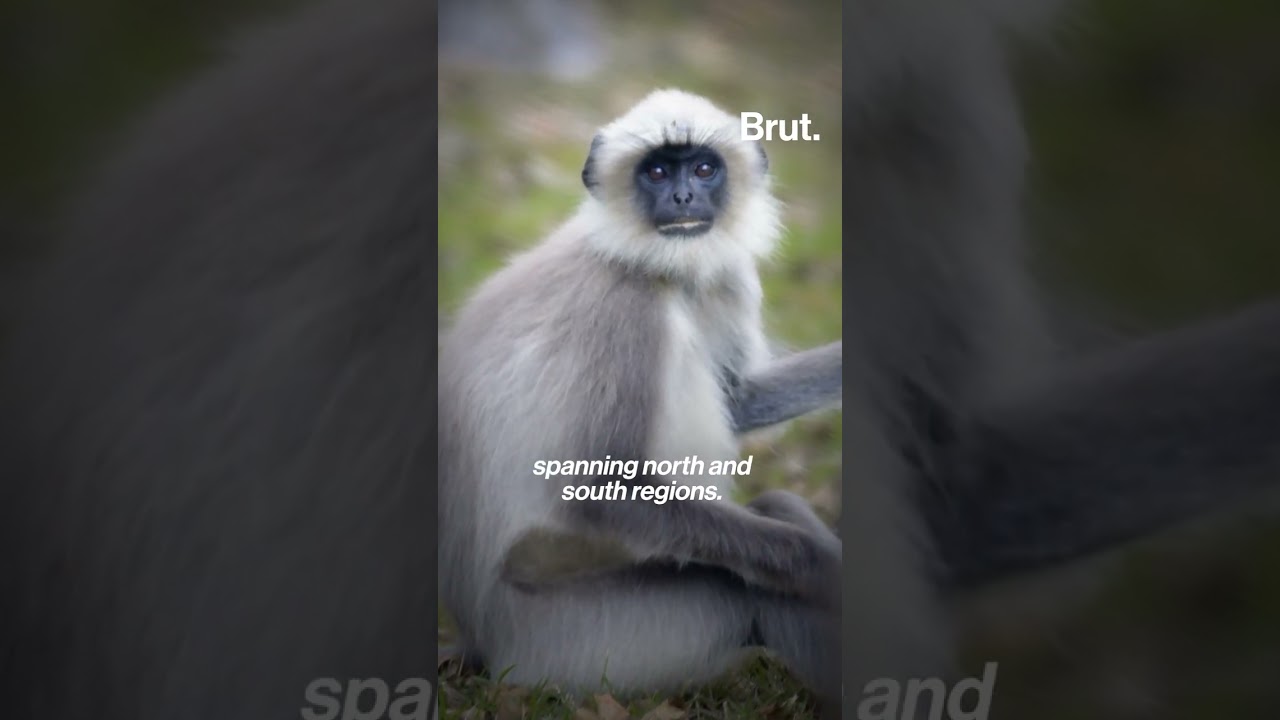 In West Bengal, a mischievous primate was seen monkeying around with a computer&hellip;