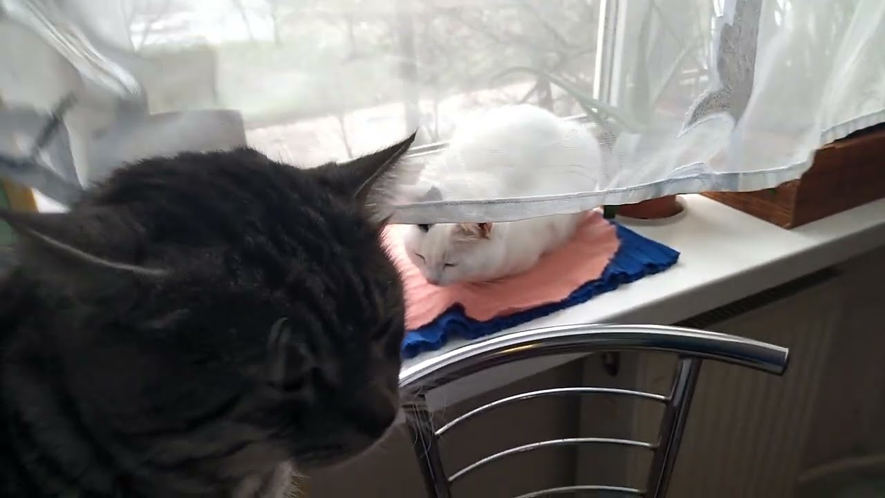 On a Frosty Day All the Cats are at Home, Resting as They Want😺