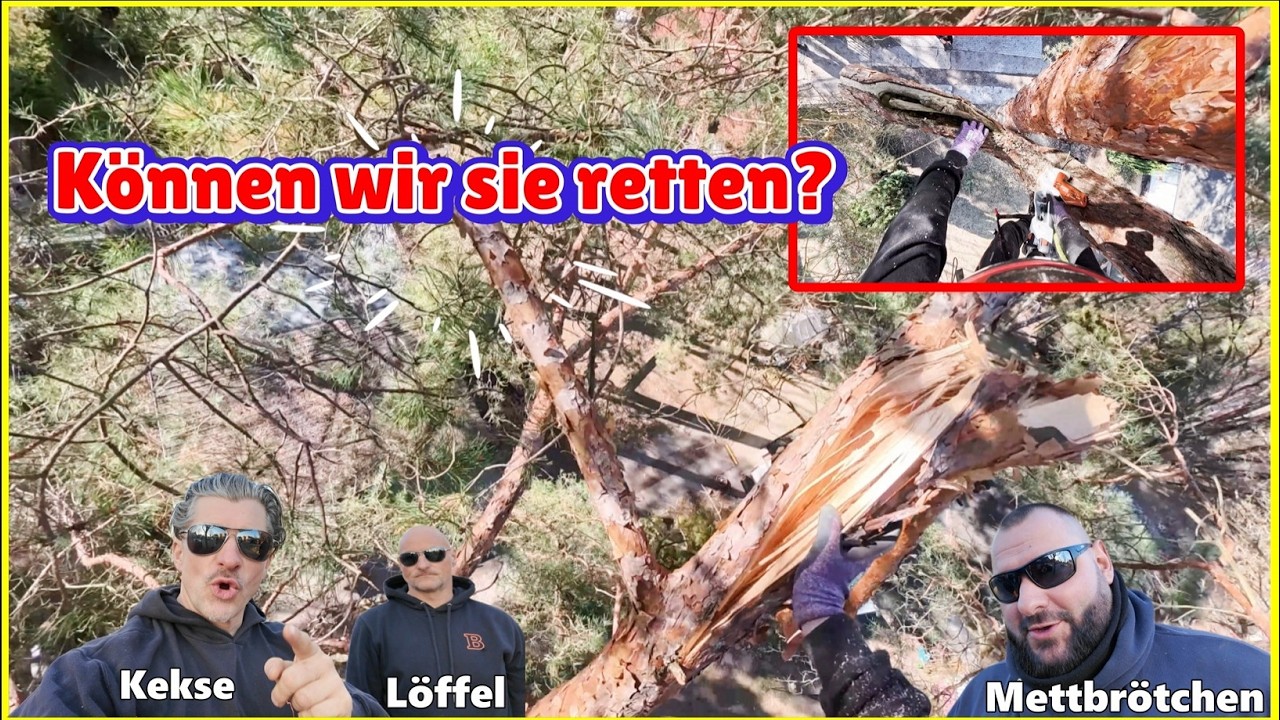 Hot oder Schrott 🤔 können wir diese Bäume retten? 🆘 Bades Baumdienst🌳