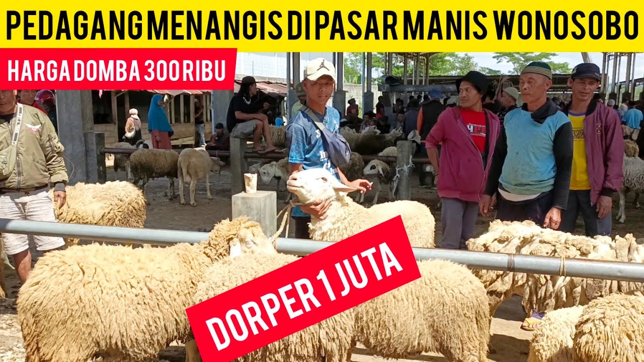 PEDAGANG MENANGIS HARGA DOMBA 300 RIBU DI PASAR MANIS WONOSOBO//YAKIN MASIH MAU TERNAK DOMBA ??