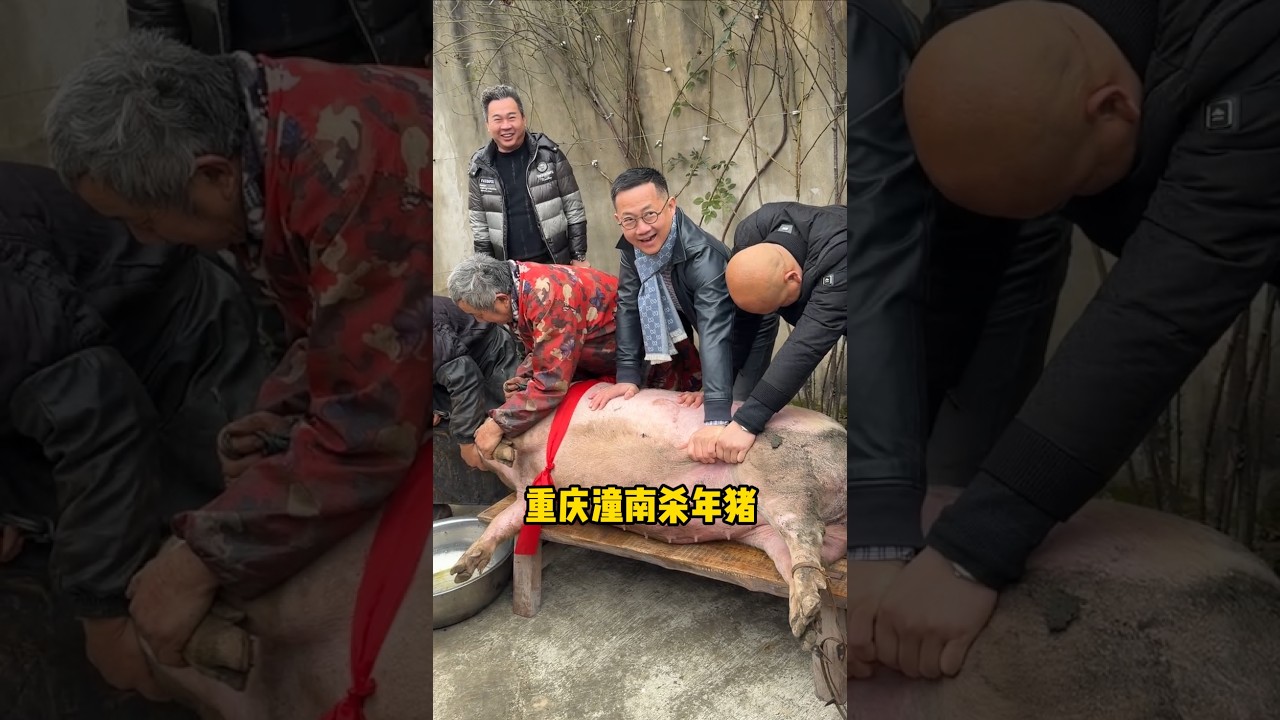钱师门一起在重庆潼南杀年猪，感受新年氛围，年味满满！ #按猪宴 #刨猪汤 #过大年