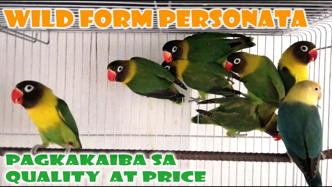 WILD FORM PERSONATA PAGKAKAIBA SA QUALITY AT PRESYO + RAFFLE WINNERS