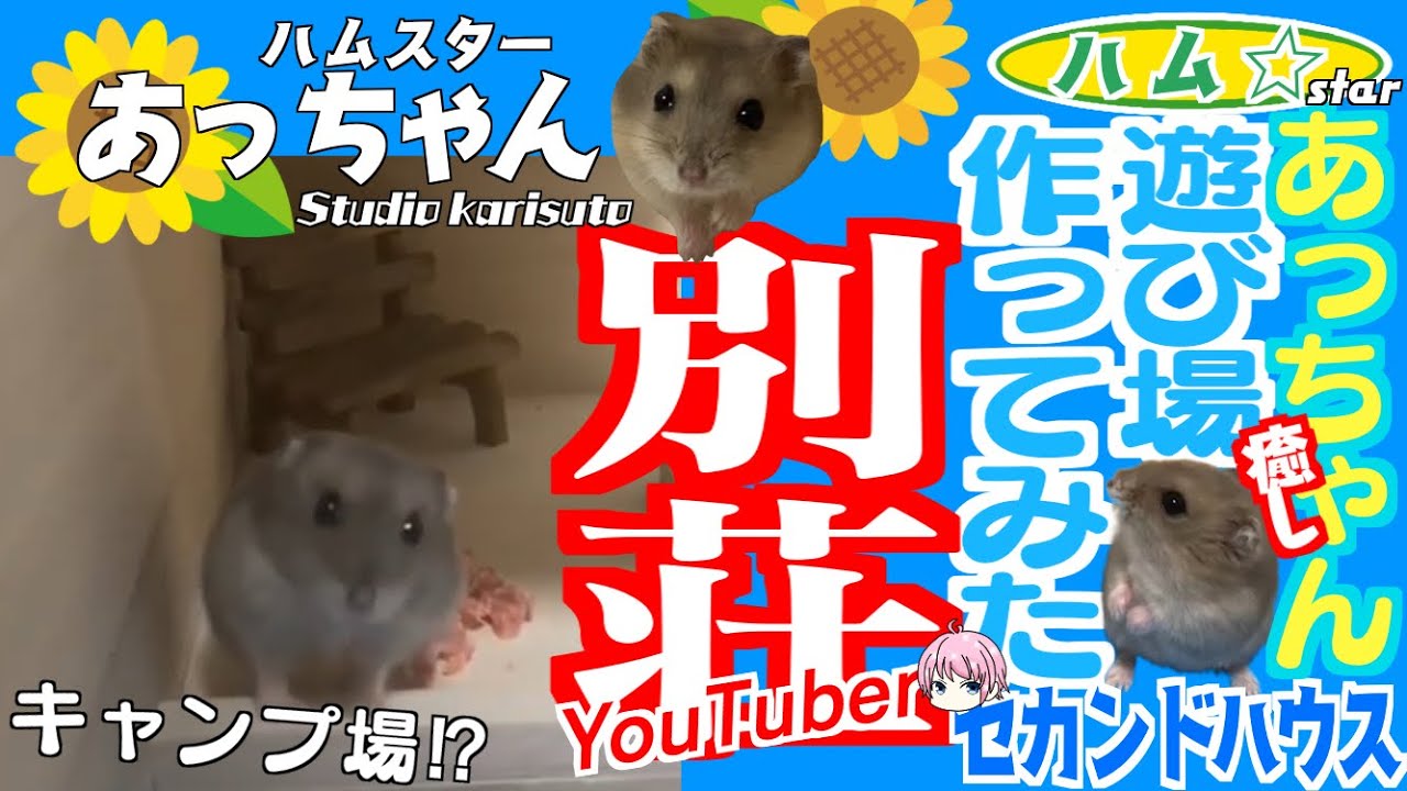 ハムスター用🐹あっちゃん🐹のための２階建遊び場作成！