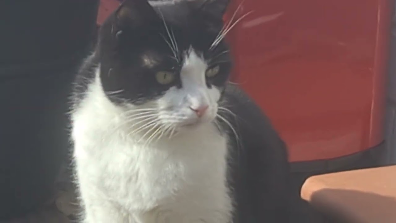 Katze jagt keine Mäuse