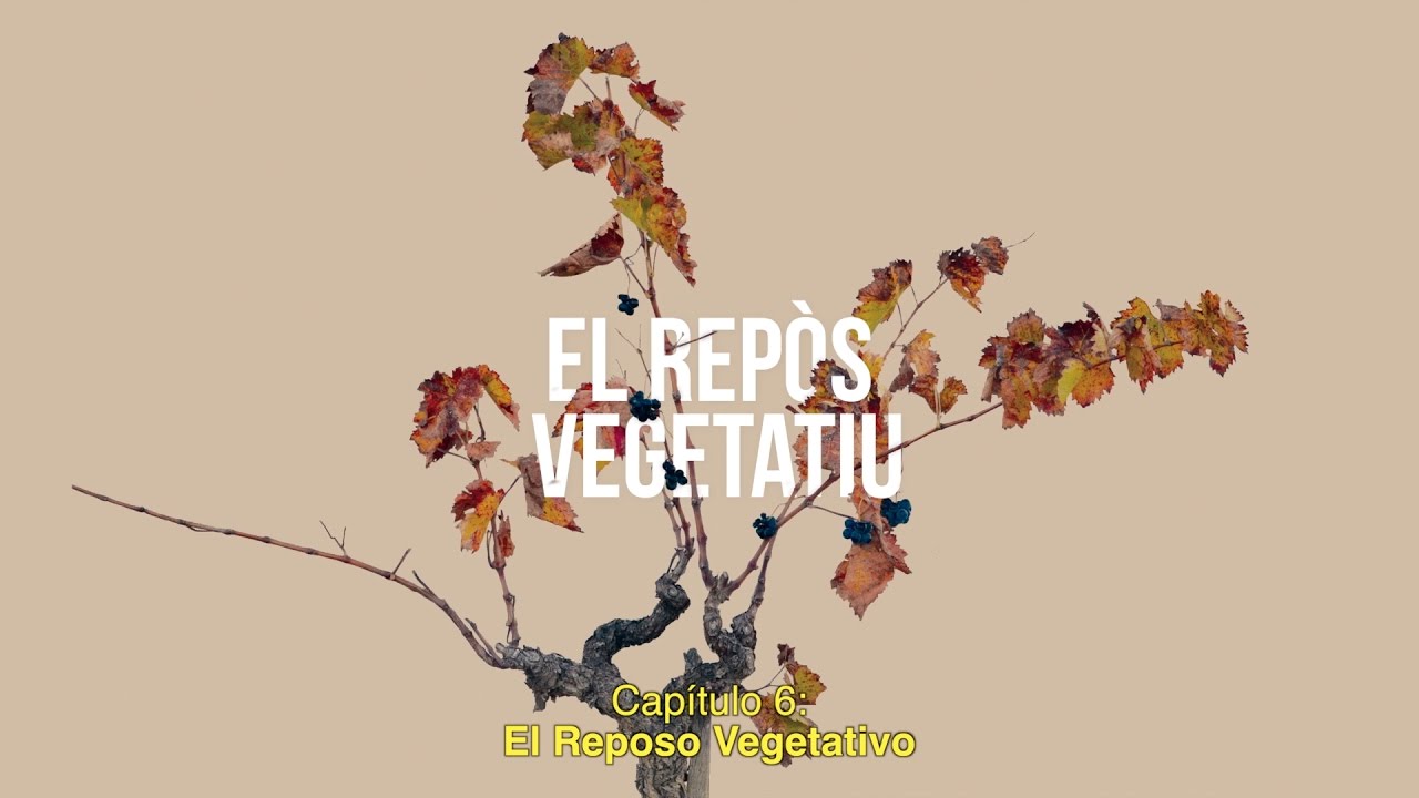 EL CICLE VEGETATIU DE LA VINYA (Part 6 de 6)