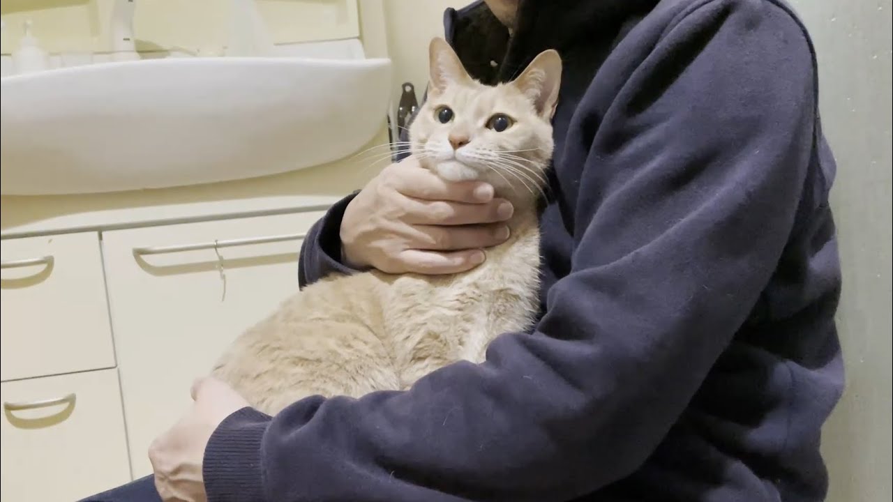 お父さんに膝の上に座りたいと猛アピールする猫