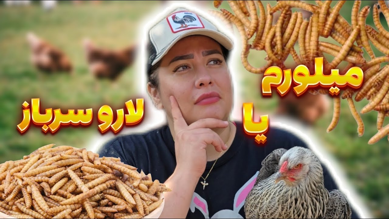 کرم میلورم خشک یا لارو مگس سرباز خشک | لارو میلورم برای مرغ و خروس | لارو سرباز برای مرغ و خروس