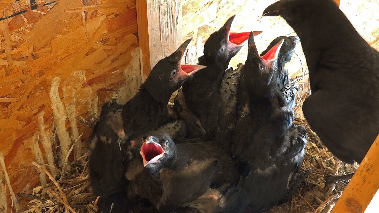 Raven nest with 5 young in our Horse barn in Wyoming