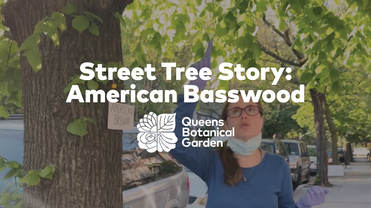 Street Tree Story: American Basswood