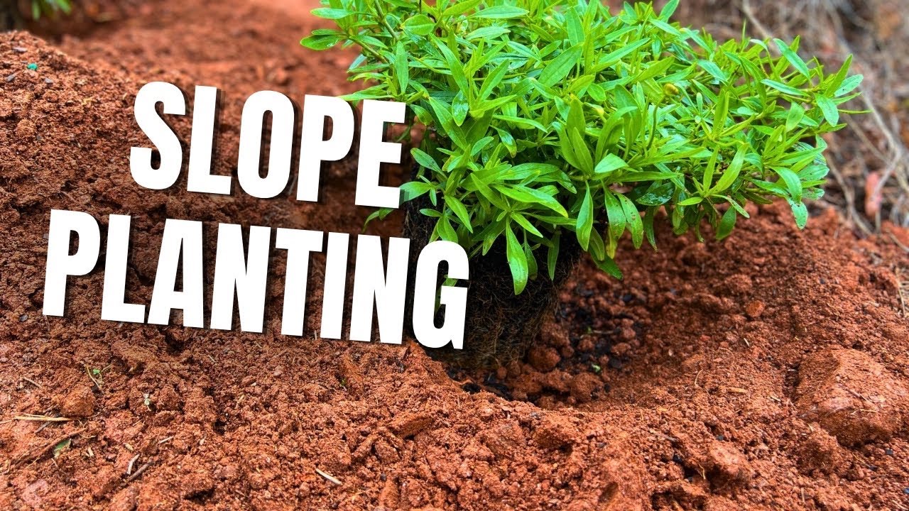 Finding What Works for Coreopsis in my Georgia Red Clay 